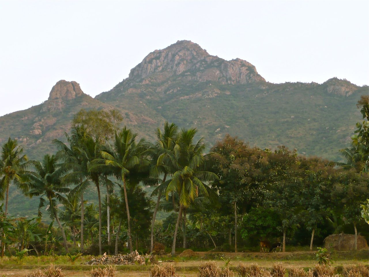 arunachala-130